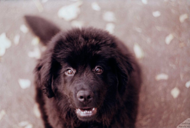 Фотография № 235481