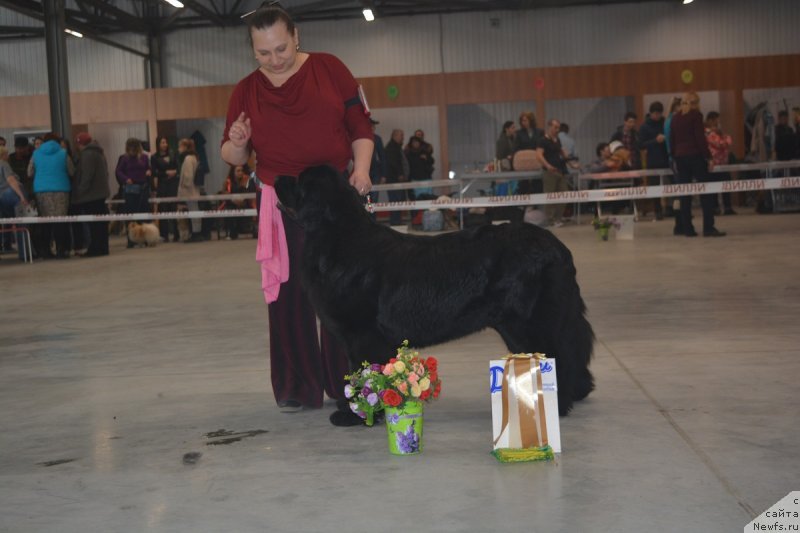 Фото: ньюфаундленд Фиаметтахауз Цикнеус (Fiamettahauz Tsikneus)