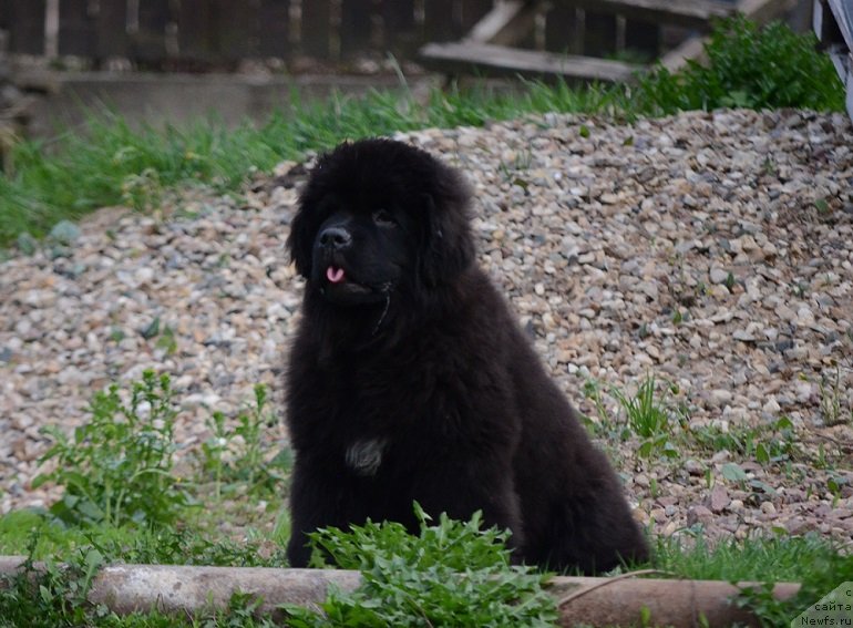 Фотография № 235484