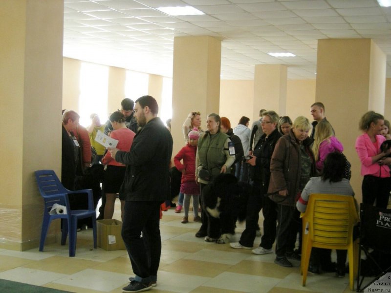 Фото: ньюфаундленд Супер Бизон Тадж-Махал