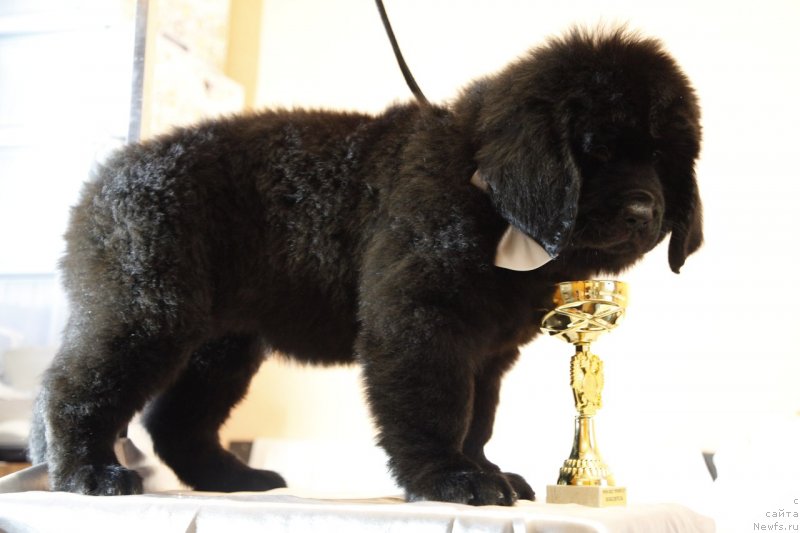 Фото: ньюфаундленд Перл оф Сиа Дипс Жизель