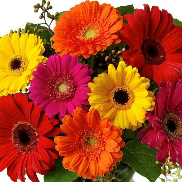 Фотография № 235489