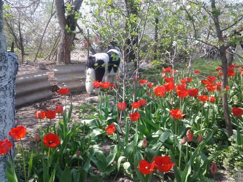 Фото: ньюфаундленд Дар Богов фром Рашн Беар