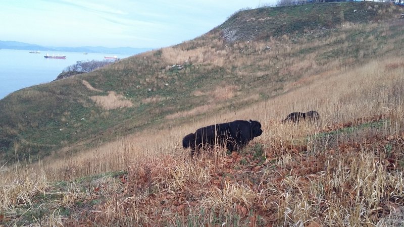 Фотография № 235504