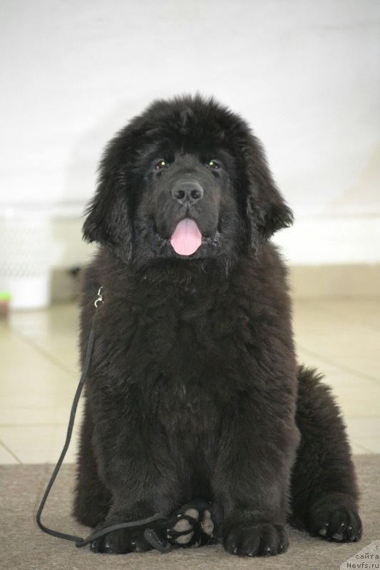 Фото: ньюфаундленд Николь Яркая Звезда (Nikol Yarkaya Zvezda)
