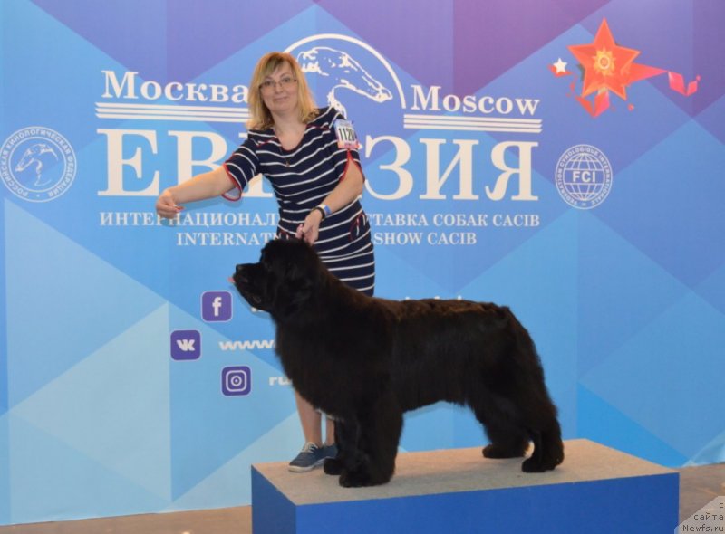 Фото: ньюфаундленд Белкондер-Клаб Ямайка Блю Маунтин (Belkonder-Club Jamaica Blue Mountin)