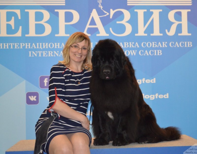 Фото: ньюфаундленд Белкондер-Клаб Ямайка Блю Маунтин (Belkonder-Club Jamaica Blue Mountin)