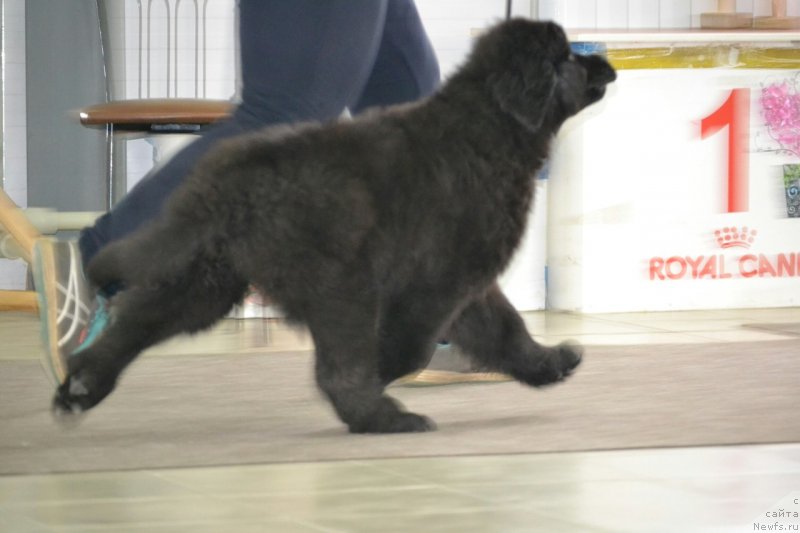 Фото: ньюфаундленд Николь Яркая Звезда (Nikol Yarkaya Zvezda)