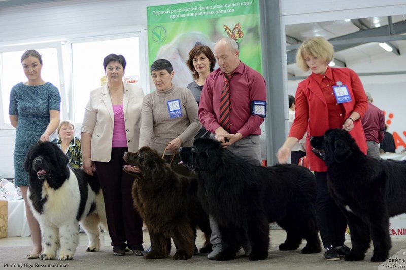Фото: ньюфаундленд Ньюфорт Вивиан, ньюфаундленд Аквиан Сонг Текила Голд (Akvian Song Tequila Gold), ньюфаундленд Oukaya Forever Le Grand Ami for-Akvian Song, ньюфаундленд Сент Джонс Эксклюзив (Sent Djons Exclusive)