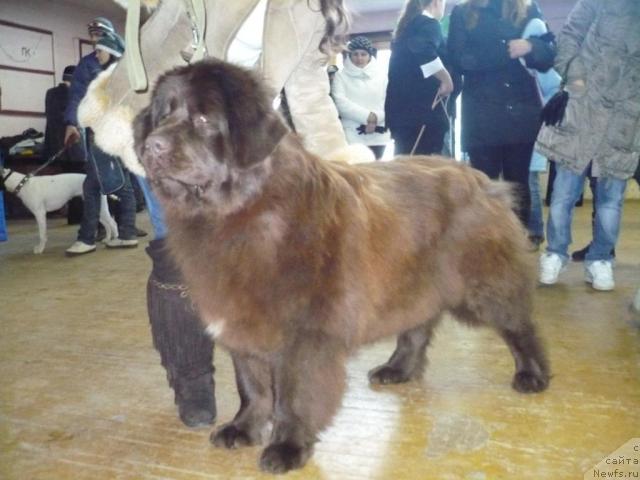 Фото: ньюфаундленд Бриджит Бардо