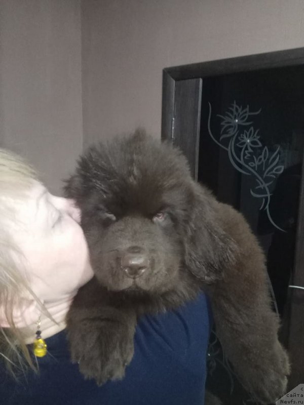 Фото: ньюфаундленд Ньюфорт Мелодия Любви