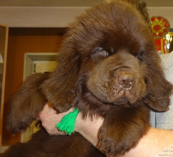 Фото: ньюфаундленд Ньюфорт Моя Прекрасная Леди