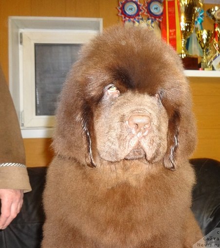 Фото: ньюфаундленд Ньюфорт Миллениум