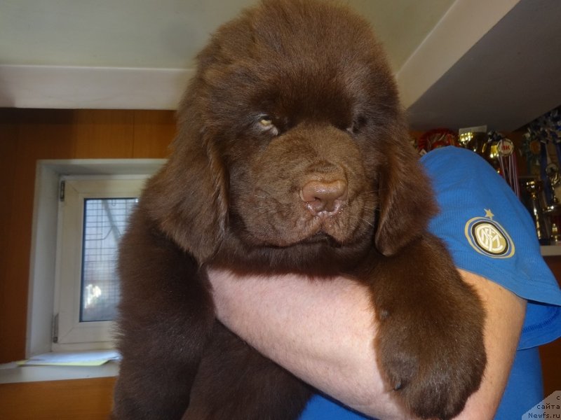 Фото: ньюфаундленд Ньюфорт Макс Фактор