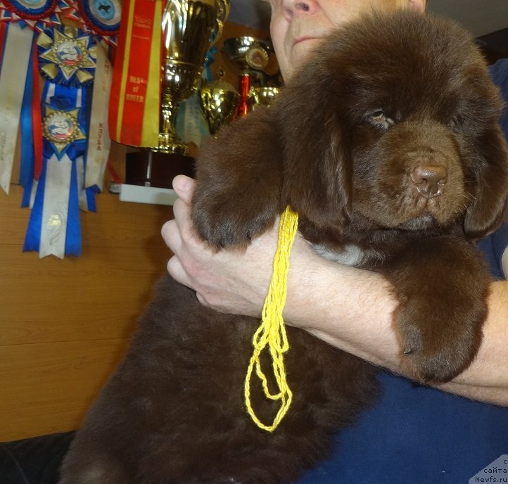 Фото: ньюфаундленд Ньюфорт Морская Нимфа (Njufort Morskaya Nimfa)