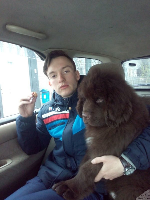 Фото: ньюфаундленд Ньюфорт Макларен (Njufort Maclaren)