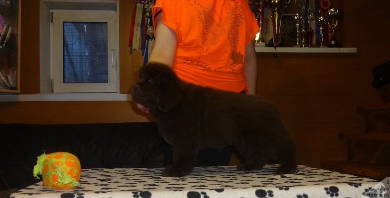 Фото: ньюфаундленд Ньюфорт Ворожея