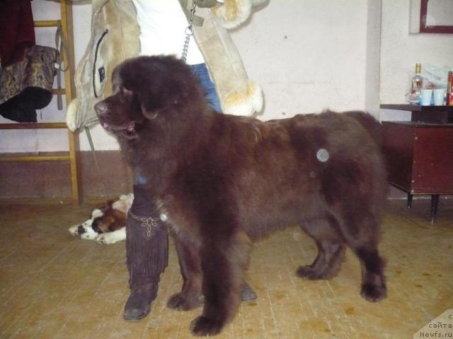 Фото: ньюфаундленд Бьютифол Кинг