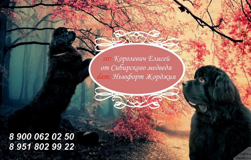 Фото: ОТЕЦ, ньюфаундленд Королевич Елисей от Сибирского Медведя, ньюфаундленд Ньюфорт Жорджия