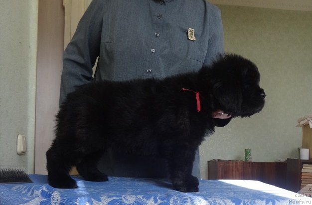 Фото: ньюфаундленд Ньюфорт Жорджия