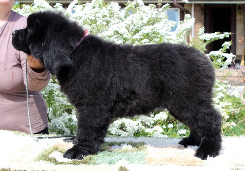 Фотография № 235573