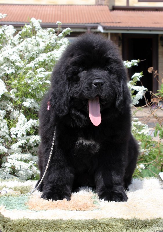 Фотография № 235574