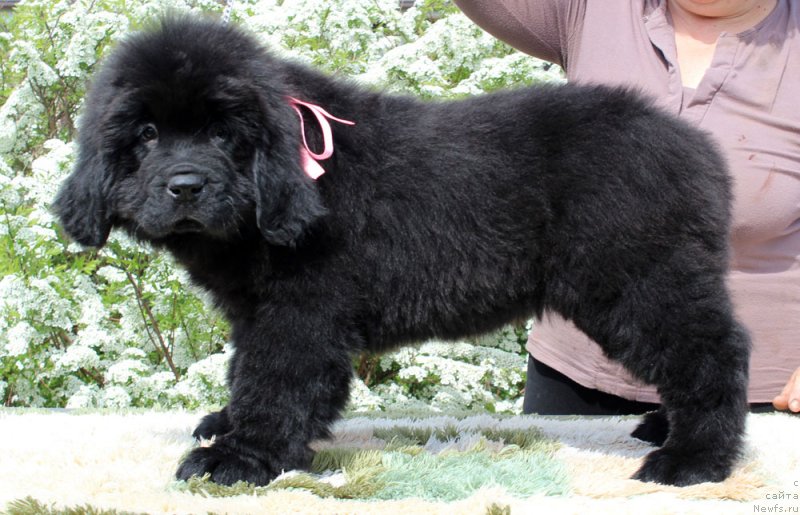 Фотография № 235576