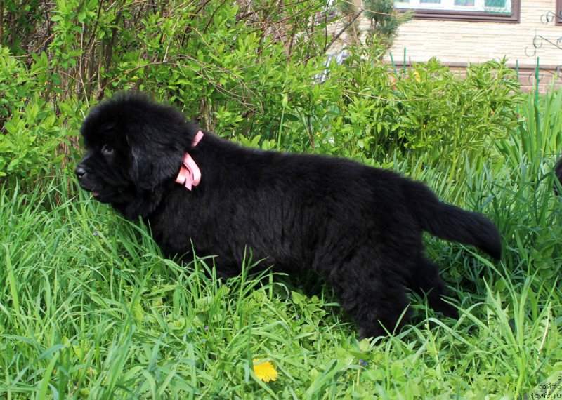 Фото: ньюфаундленд Браунблад МСК Марта Чирфул Леди (Brownblood MSK Martha Cheerful Lady)
