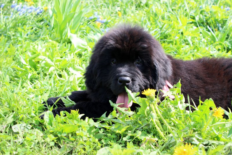 Фото: ньюфаундленд Браунблад МСК Марта Чирфул Леди (Brownblood MSK Martha Cheerful Lady)