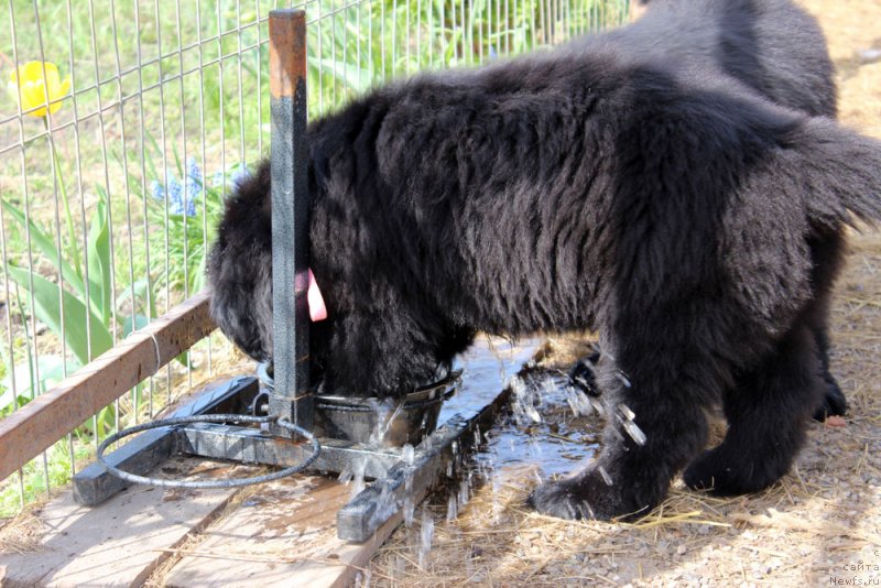 Фото: ньюфаундленд Браунблад МСК Марта Чирфул Леди (Brownblood MSK Martha Cheerful Lady)