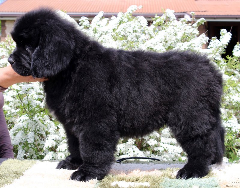 Фотография № 235581