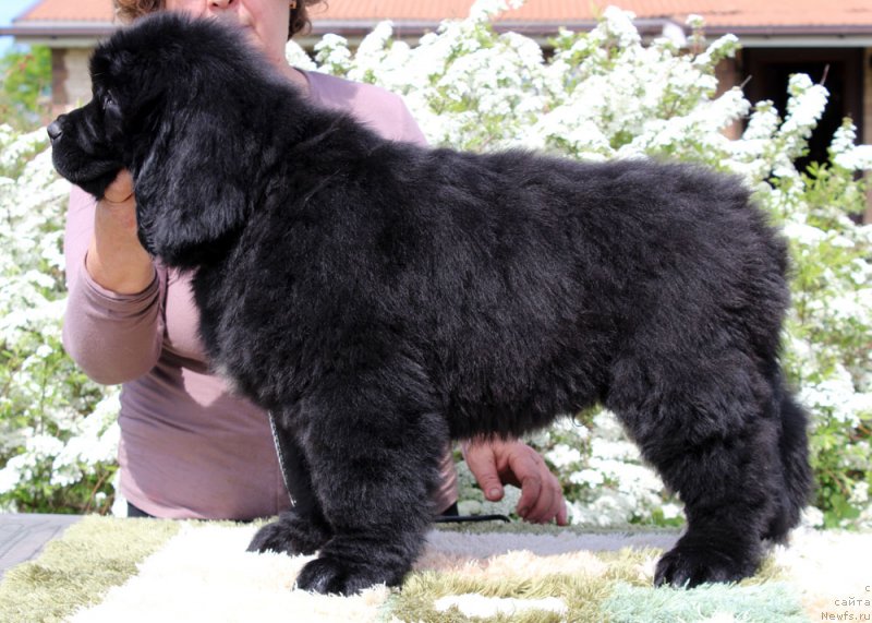 Фотография № 235582