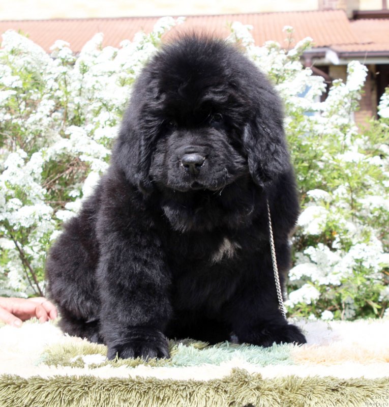 Фотография № 235583