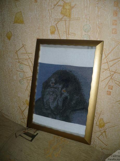 Фото: ньюфаундленд Талула Белл (Talula Bell)