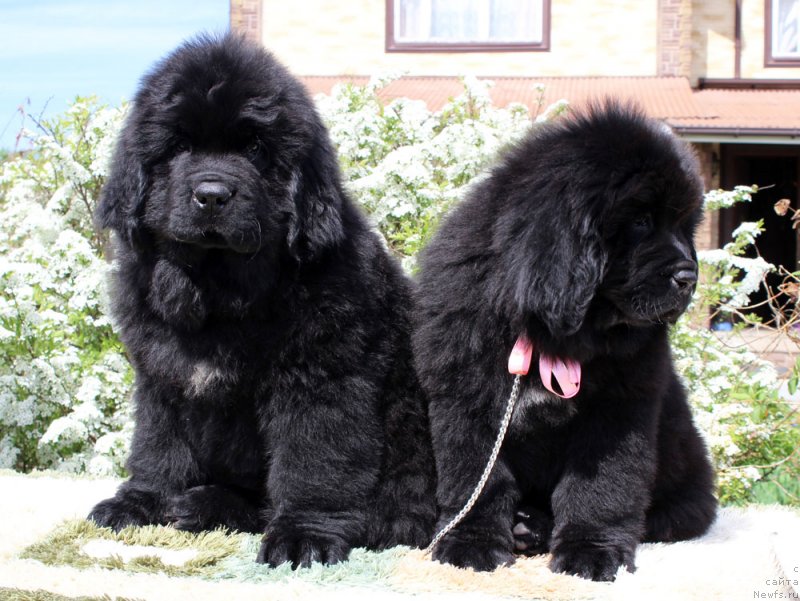 Фото: ньюфаундленд Браунблад МСК Мартин Корэйджес Гай (Brownblood MSK Martin Courageous Guy), ньюфаундленд Браунблад МСК Марта Чирфул Леди (Brownblood MSK Martha Cheerful Lady)