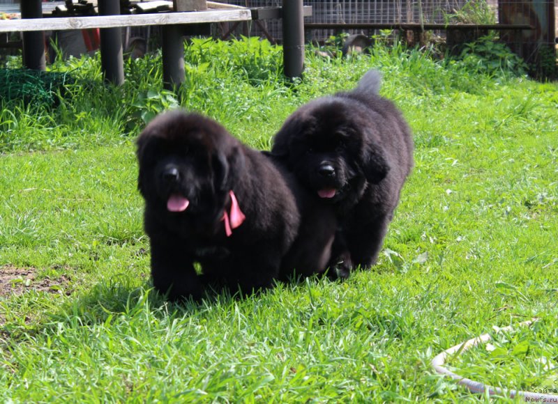 Фото: ньюфаундленд Браунблад МСК Мартин Корэйджес Гай (Brownblood MSK Martin Courageous Guy), ньюфаундленд Браунблад МСК Марта Чирфул Леди (Brownblood MSK Martha Cheerful Lady)