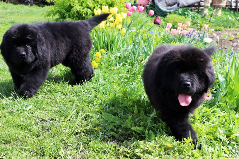 Фото: ньюфаундленд Браунблад МСК Мартин Корэйджес Гай (Brownblood MSK Martin Courageous Guy), ньюфаундленд Браунблад МСК Марта Чирфул Леди (Brownblood MSK Martha Cheerful Lady)