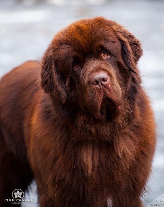 Фото: ньюфаундленд Браунблад МСК Альфа-Ромео Голд Бадди (Brownblood MSK Alfa-Romeo Gold Baddy)