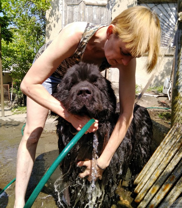 Фото: ньюфаундленд Чарующий Чезарио (Charuyuschiy Chezario)