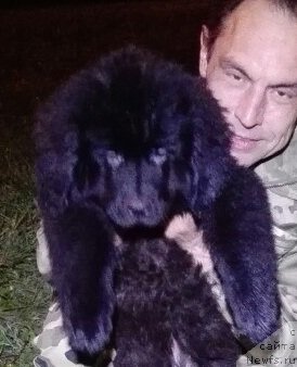 Фото: ньюфаундленд Перл оф Сиа Дипс Жермэн