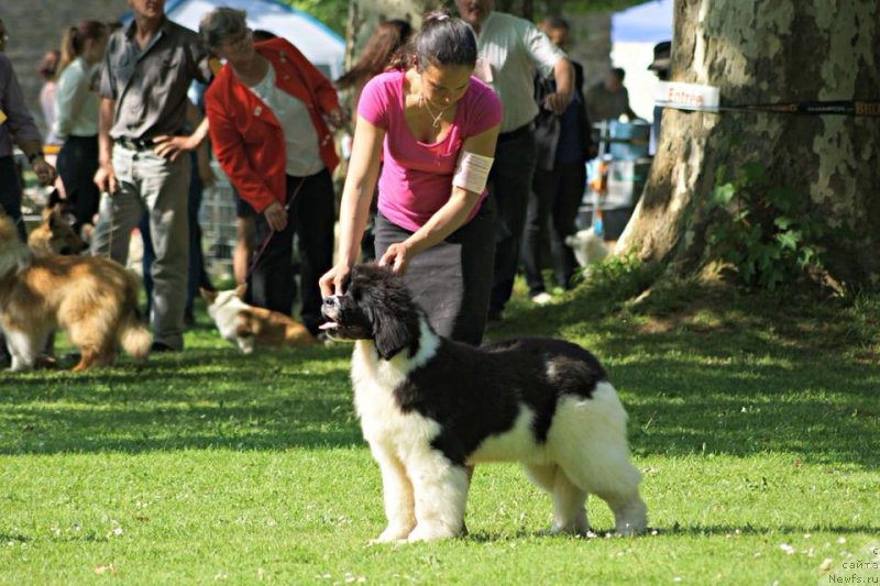 Фото: ньюфаундленд Аквиан Сонг Хевен Сент ат Оукая Форевер