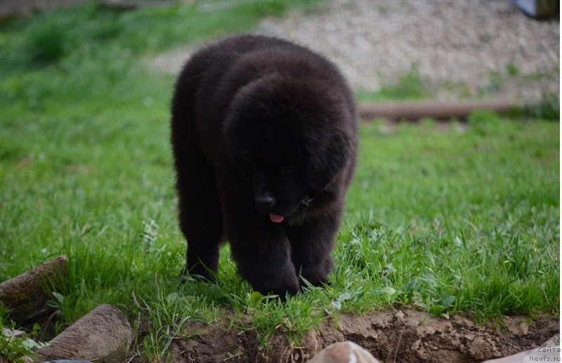 Фотография № 235611