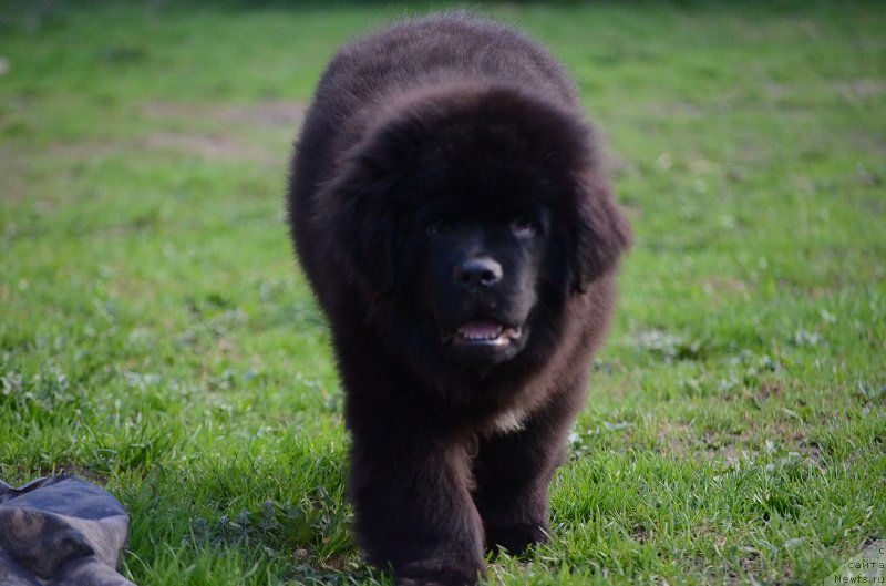 Фотография № 235612