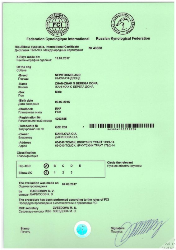 Фото: ньюфаундленд Жан-Жак с Берега Дона (Zhan-Zhak s Berega Dona)