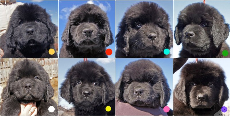 Фото: ньюфаундленд Супер Бизон Фиаметта, ньюфаундленд Супер Бизон Фабула, ньюфаундленд Супер Бизон Фифа, ньюфаундленд Супер Бизон Фрутелла, ньюфаундленд Супер Бизон Фишка, ньюфаундленд Супер Бизон Фиона, ньюфаундленд Супер Бизон Фламинго, ньюфаундленд Супер Бизон Флорида