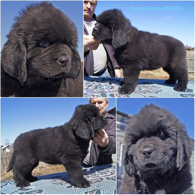 Фото: ньюфаундленд Супер Бизон Фродо
