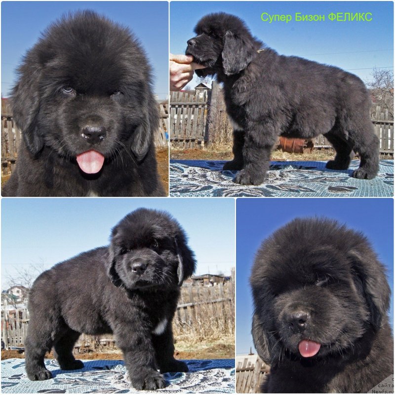 Фотография № 235617