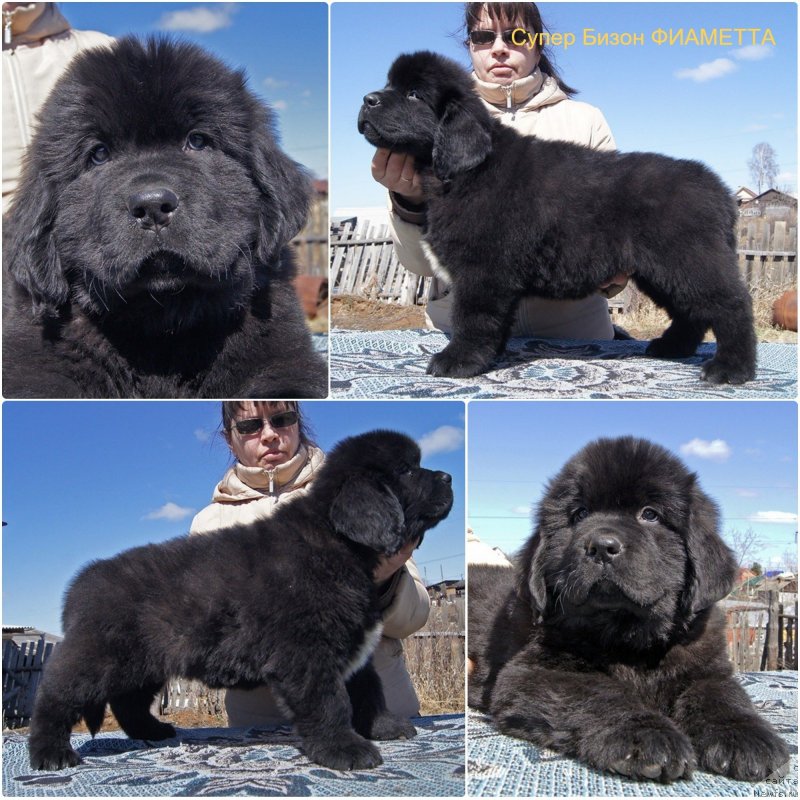 Фотография № 235618