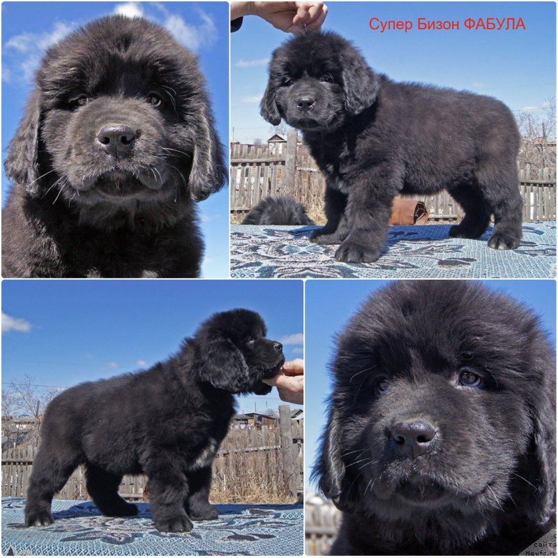 Фотография № 235619