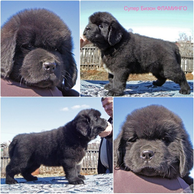 Фотография № 235624